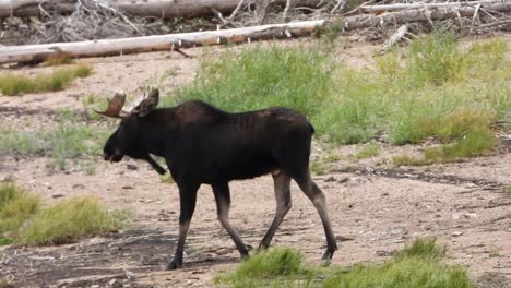 Bull-moose-walking-along-a-dried-lake-bed-on-dirt-and-rocks