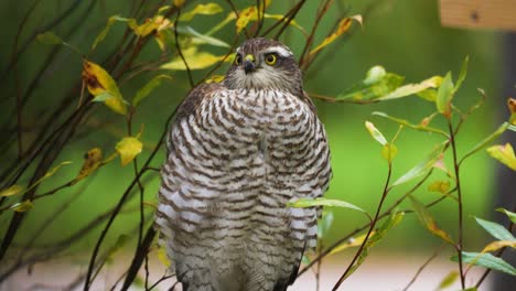 Close-up-of-a-northern-Goshawk-in-the-wild