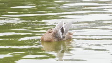 Female-Hen-Mallard-Duck-Floating-In-A-Pond-In-Paris,-France