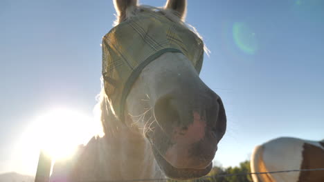 Close-Up-of-Horse-Wearing-Mask-Leaning-over-Fence