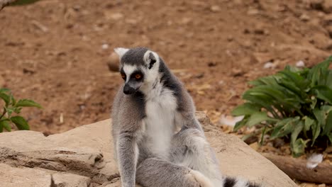 Lemur-Sitzt-Und-Entspannt-Sich-Und-Behält-Ein-Wachsames-Auge