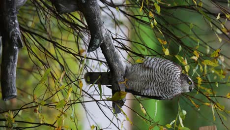 Vertical-video-of-a-wild-northern-Goshawk-in-the-trees