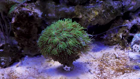 Octopus-Coral,-Galaxea-fascicularis,-Galxea-Coral,-a-Large-Polyp-Stony-Soral-in-Aquarium