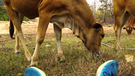 cattle-cow-playing-with-male-wearing-modern-blues-trainers-shoes-in-rural-countryside