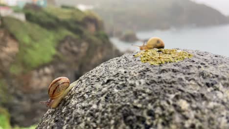 Pair-Of-Snails-Crawling-Over-Rounded-Rock-On-Cliff-Edge-In-The-Rain-Bokeh-Background