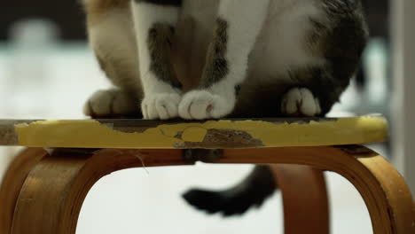Halbkörperaufnahme-Einer-Katze,-Die-Auf-Einem-Holzstuhl-Steht-Und-Ihren-Schwanz-Bewegt