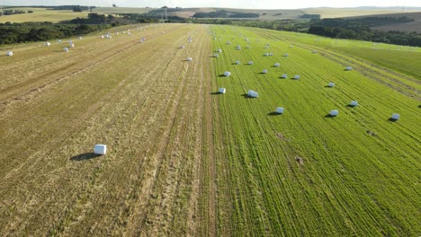 Agriculture-field-with-bales-of-hay-in-white-roll-film,-drone-view