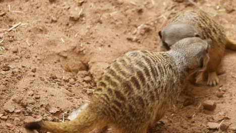 Closeup-shot-of-meerkats-play-fighting