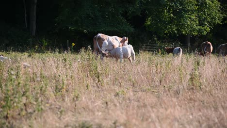 Cow-nursing-cute-baby-white-calf-in-the-field