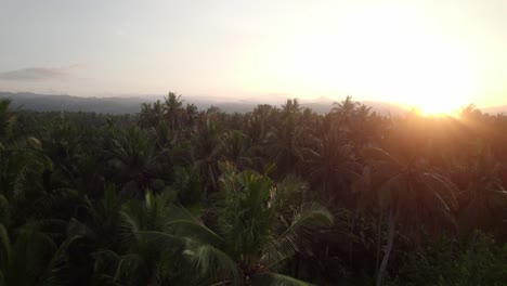 bali-indonesia,-aerial-sunset-view-of-tropical-palm-tree-jungle