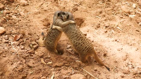 Two-Meerkats-wrestling-and-playing