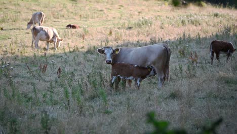 Vaca-Amamantando-A-Un-Lindo-Becerro-En-El-Campo-Mientras-Mira-Hacia-La-Cámara