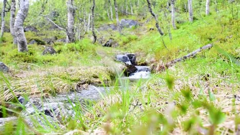 Water-flows-in-small-water-stream-middle-of-green-grass-and-moss