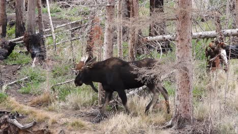 Bull-moose-walks-along-a-trail-through-a-wooded-area-with-thick-grasses