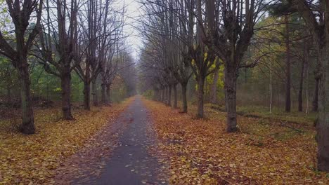 Establishing-view-of-the-autumn-linden-tree-alley,-leafless-trees,-empty-pathway,-yellow-leaves-of-a-linden-tree-on-the-ground,-idyllic-nature-scene-of-leaf-fall,-ascending-drone-shot-moving-forward