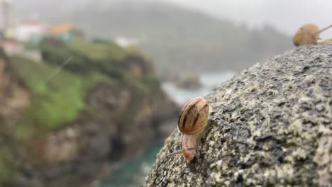 Close-Up-View-Of-Pair-Of-Snails-Crawling-Over-Rounded-Rock-On-Cliff-Edge-In-The-Rain-With-Bokeh-Background