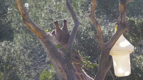 Panning-shot-of-a-giraffe-eating-a-small-branch-off-of-a-tree