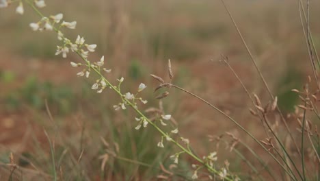 Slow-motion-static-shot-of-a-plant-with-white-flowers-in-a-dry-field-blowing-in-the-wind-can-be-used-as-a-green-screen-background