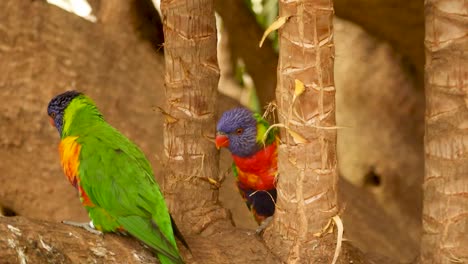 Bunte-Tropische-Vögel-In-Einem-Baum