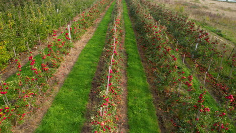 Rückzug-Fliegt-Durch-Tomatenplantage,-Die-Auf-Ackerland-Wächst