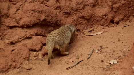 Cute-Meerkat-exploring-around-his-habitat