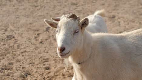 Close-Up-White-Goat-in-4K