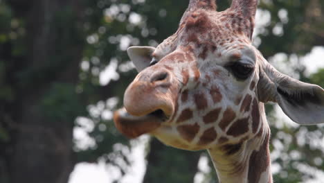Close-up-full-frame-face-of-hungry-giraffe-as-it-chews-tasty-leaves