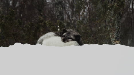 Entzückender-Polarfuchs,-Der-Bei-Schneefall-Im-Winter-Friedlich-Im-Schnee-Schläft