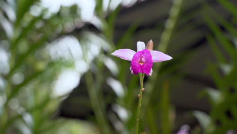 Close-up-shot-of-waving-pink-blooming-orchid-flower-in-wilderness-of-Ecuador