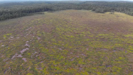 Spectacular-view,-aerial-pull-out-shot-capturing-the-large-mass-of-pristine-mire-wetland-in-daytime