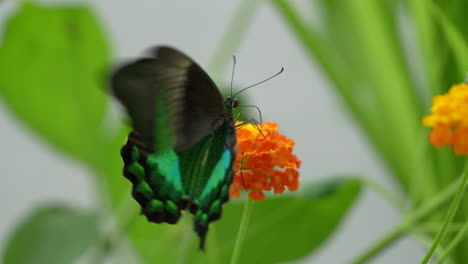 Makroaufnahme-Eines-Schönen-Schwarzblauen-Schmetterlings-Während-Der-Bestäubung-Blühender-Blumen-In-Der-Wildnis