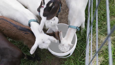 Top-down-handheld-shot-of-young-goats-drinking-out-of-bucket