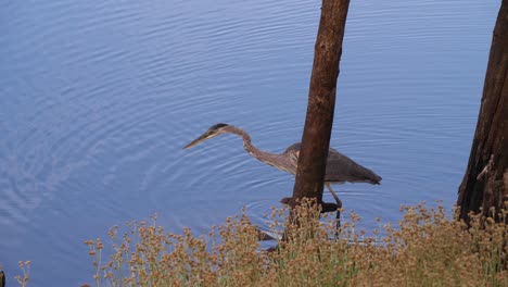 Heron-stalking-through-the-blue-waters-in-a-southwest-lake