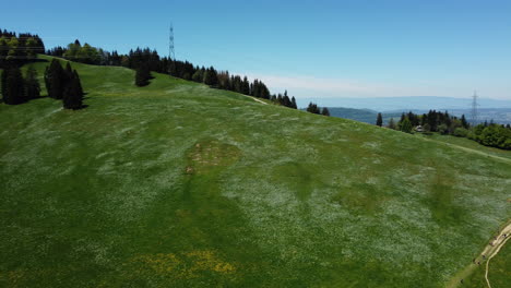 Luftaufnahme-Von-Schönen-Weißen-Narzissen,-Die-Am-Hang-Von-Les-Pleiades-In-Der-Schweiz-Blühen