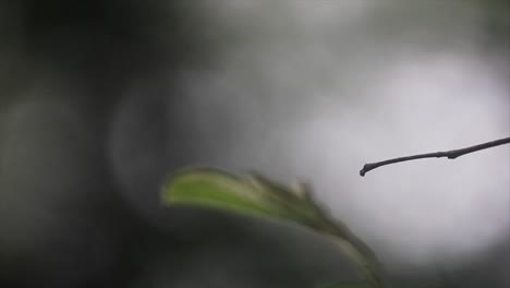 Fliege,-Vor-Dem-Fliegen-Auf-Einem-Zweig-Sitzend,-Mittlerer-Schuss,-Bokeh-Hintergrund,-Grünes-Blatt