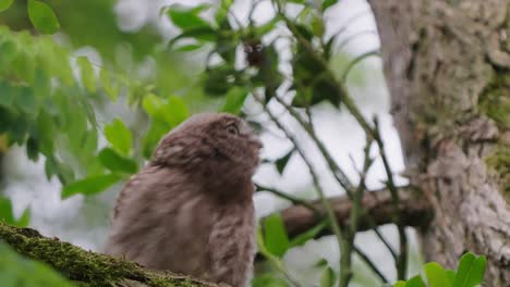 Cute-baby-Little-Owl-on-branch-bobbing-up-and-down,-dancing