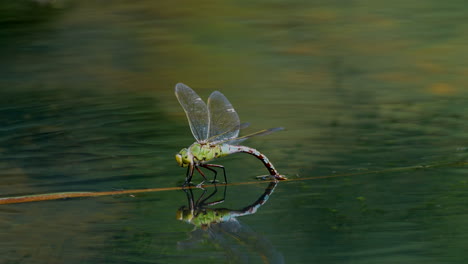 Wild-dragonfly-dancing-and-balancing-on-wooden-branch-lying-on-water-surface-of-lake,close-up