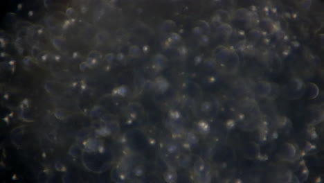 El-Microscopio-De-Platina-Mecánica-Recorre-Los-Espermatozoides