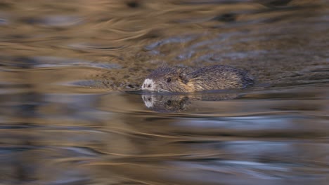 Close-Up-Of-Coypu--Swimming-In-The-Water