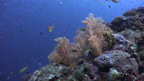 Belebtes-Korallenriff-Mit-Vielen-Rifffischen-Und-Orangefarbenen-Weichkorallen-Vor-Blauem-Ozean