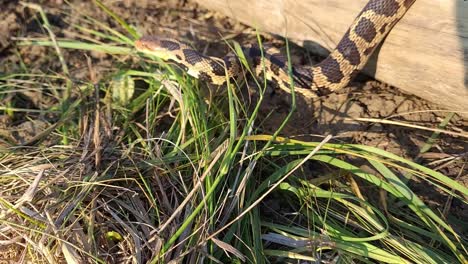 Eastern-Fox-Snake-Creeping-Over-Fallen-Trunk-Lying-On-The-Ground-On-A-Sunny-Summer-Day-In-Monroe-Country,-Michigan