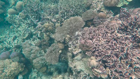 Snorkeling-over-a-stunning,-colourful-coral-reef-on-tropical-island-Bougainville,-Papua-New-Guinea