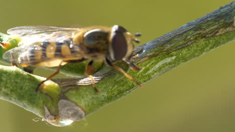 Vespidae-wasp-walks-along-a-citrus-tree-branch-and-flies-away,-extreme-close-up
