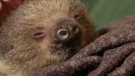Human-caretaker-stroking-a-baby-sloth-wrapped-in-a-blanket