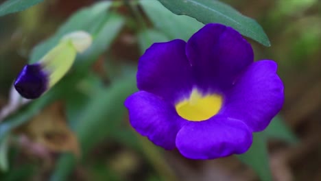 Close-Up-View-Of-Thunbergia-Erecta-Gently-Swaying-In-Garden