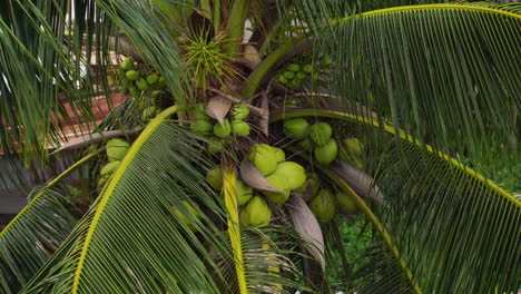 Kokospalme-Weht-Im-Wind-Mit-Unreifen-Kokosnüssen