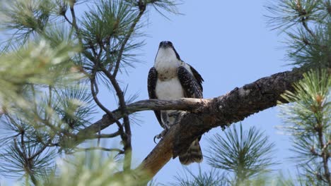 Osprey-sings-while-looking-in-the-air-and-flexing-its-wings