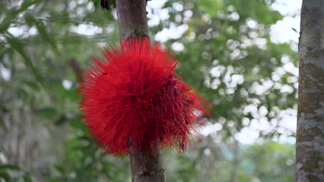 Vibrant-red-blooming-Brownea-Flower-growing-on-tree-in-jungle-of-Ecuador,closeup