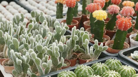Various-cactuses-in-pot,-Beautiful-Barrel-Cactus