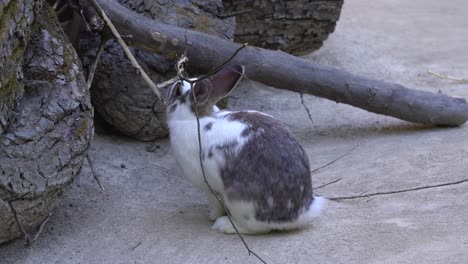 Cute-white-and-gray-rabbit-eating-wooden-twig